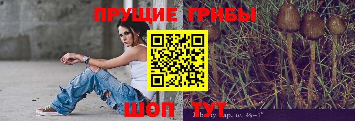 Галлюциногенные грибы Psilocybe Алейск